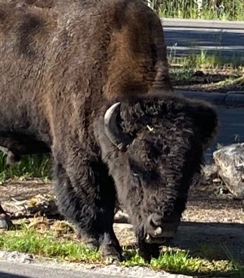 Whizbang1944's profile picture. Face the storm!