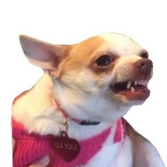 veritavaquerita's profile picture. Abro TT cada vez que el 🌍 está a punto de desaparecer y últimamente eso pasa seguido.