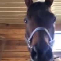 TheSkeutte48 (@monarckskatty) 's Twitter Profile