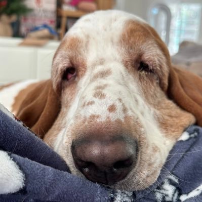 I am a Corkey’s Basset Hound living with Sadie a puppy of unknown parentage. I rule the roost. RIP Tommy and Odie 🌈Follow me on IG: sirtoby_thebasset