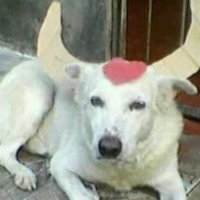 Boi Garantide (@boidopove) 's Twitter Profile Photo Boi Garantide (@boidopove) 's Twitter Profile Photo