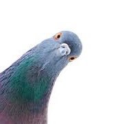 Pigeon