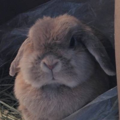 pyonkic52106994's profile picture. 