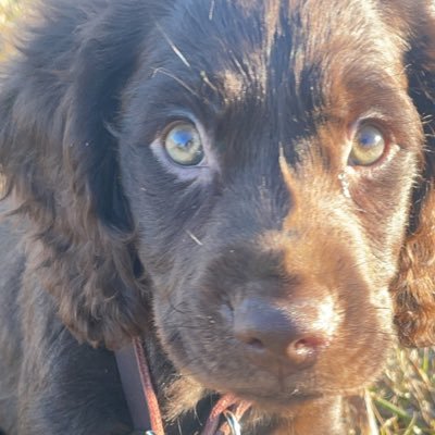 joeadamson00's profile picture. 