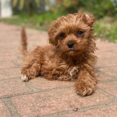 🐾 Oscar the Amputee: A two-legged wonder Cavoodle 🌟 Rescued & Resilient | Spreading pawsitivity & inspiring on two paws 🐕🦺 | Advocate for rescue animals.