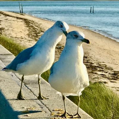 Lover of birbs&Our Flag Means Death. 🐈‍⬛🏴‍☠️Lonely seabird.Entered my not giving a flip middle age era.(she/they) #LongLiveOFMD 🏳️‍🌈