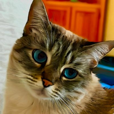 KittyHavenNY Profile Picture