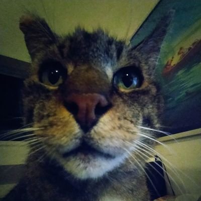 XI0T0's profile picture. Je suis là et c'est déjà pas mal
