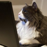 David Programs (@dprograms57140) 's Twitter Profile