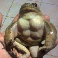 Toxicfrogwinz🤟 (@toxicfrogwinz) 's Twitter Profile
