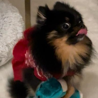 syblie's profile picture. k9