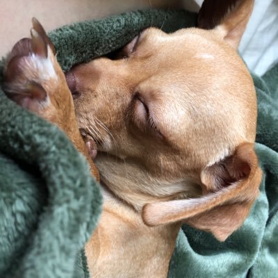 DasanThompson's profile picture. 