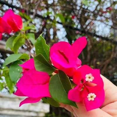 春がついにやってきた！ 色とりどりの花があちこちに咲いているのを見ると、心がウキウキしてきます。 鮮やかな花束であれ、一本の茎であれ、花はどんな空間も明るくし、私たちの顔をほころばせます。 💐 あなたの好きな花をシェアして、一緒に自然の美しさを讃えましょう！ 🌺