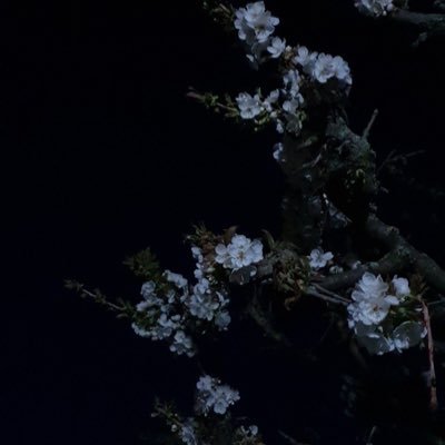 throatkilla1127's profile picture. 