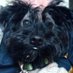 Monty! Remembering PigPiggyWoo🐽🌈#ZSHQ (@pigpiggywoo) Twitter profile photo Monty! Remembering PigPiggyWoo🐽🌈#ZSHQ (@pigpiggywoo) Twitter profile photo