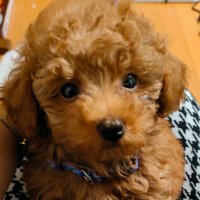 MIKORIN (@firemikorin) 's Twitter Profile Photo MIKORIN (@firemikorin) 's Twitter Profile Photo