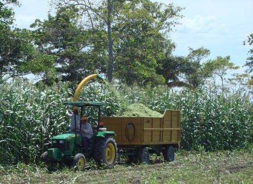 forrajese's profile picture. 