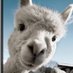 pumba (@jeremy2341b) Twitter profile photo