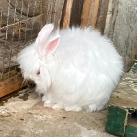 味見 (@amedama_perorin) Twitter profile photo