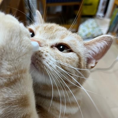 中小企業診断士受験生|今期完走(復興マラソン、新宿ハーフ、京都、東京)|フットサル|土日と平日朝で農業|LAVA|本業あります| 朝の家事全般を担当|DX担当