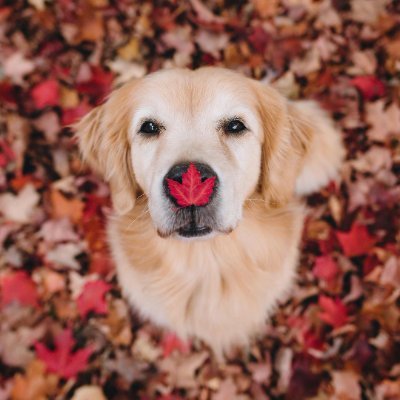 Golden Retrievers Lover Profile