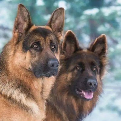 🐾 Passionate about all things German Shepherd 🖤
Dedicated to the loyalty, intelligence, and love of these majestic companions |
#GermanShepherd🐾
