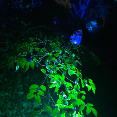 chooco_sironeko's profile picture. ぴーすぴーす