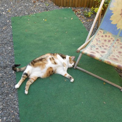 Rebelle et hypersensible Patriote pour toujours. A un chat Maxou.
Ancienne expat en Afrique amoureuse de ma région Périgord.