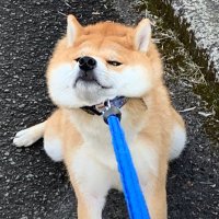 柴犬なぎ (@zcarjv9atqzkzdq) 's Twitter Profile