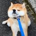 柴犬なぎ (@zcarjv9atqzkzdq) Twitter profile photo 柴犬なぎ (@zcarjv9atqzkzdq) Twitter profile photo