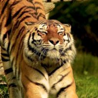 Lindvall (@seaatscfl) 's Twitter Profile
