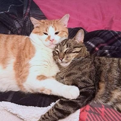 saju920islam's profile picture. 