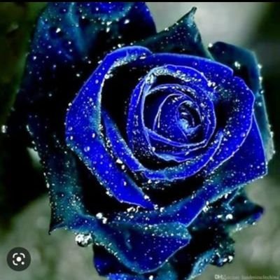 aysgl_bluerose Profile Picture