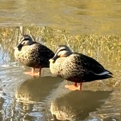 momoemonn's profile picture. 