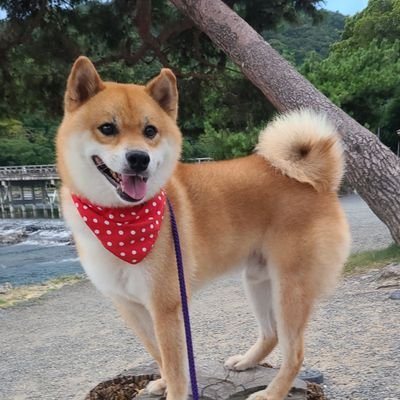 wBSPqNEzk690294's profile picture. 🐾 柴犬ジェームス | Shiba Inu James  
元保護犬。京都・嵐山在住🌸  
グッズ売上は動物愛護センターへ寄付しています🎁  
FM京都α-station「NEW J&M THEATER 」ワンちゃんDJ,文部科学省実教出版観光ビジネス教科書掲載、山口県岩国市観光大使、京都市嵯峨商店街広報大使