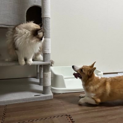 caramelcalo's profile picture. コーギーのメリア👸2022.8ラグドールのリオン🤴2022.8✨ワンニャンアカウントな雑多アカウントです✨ぜひワン友ニャン友さんになってください✨成人済み女のオタク。無言フォローごめんワン🐶雑多につぶやきます。STARGLOW💫Kanon