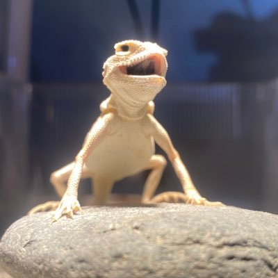 埼玉住みのもうすぐアラフォー🐸ヤモリ、トカゲ、カエル、カメ、犬、うさぎ、デグー、ヤマネ、インコ、オオクワと暮らす🦎もはや自宅が動物園と化している🐍元ペットショップ店員🐢吉野家の牛丼🐮とチョコレート🍫が好き。