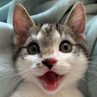 ππ ππππ ααα’ (@switums) 's Twitter Profile