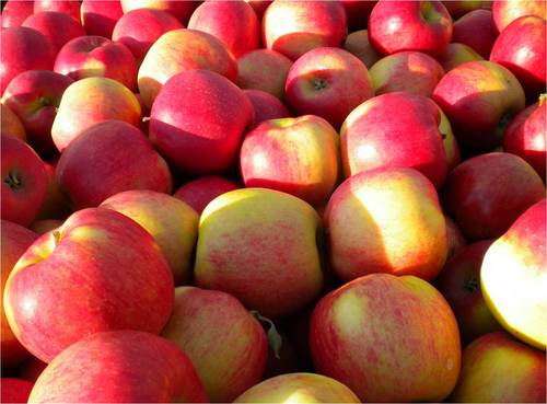 appleczar's profile picture. 