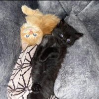 بنت سدير (@hhh6886) 's Twitter Profile Photo بنت سدير (@hhh6886) 's Twitter Profile Photo