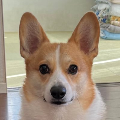 IQOXyLyFTg5E7z1's profile picture. コーギー大好きです💕 先住犬もコーギーで12歳で🌈行ってしまいました。LUYと色々な所へ一緒に行きたいです😁