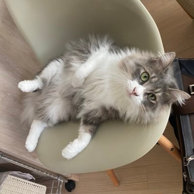 2023.5.3 Miagolareさんからお迎え 旧名ポンタ改め、レビンです🐱 のんびり不定期更新