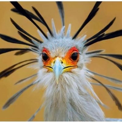 SecretaryBird FEPAA 💙 🇺🇦🎭🇸🇩