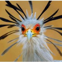 SecretaryBird FEPAA 💙 🇺🇦🎭🇸🇩 (@pinkladyapril) 's Twitter Profile Photo SecretaryBird FEPAA 💙 🇺🇦🎭🇸🇩 (@pinkladyapril) 's Twitter Profile Photo