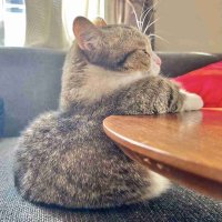 しえ (@abeda4e) 's Twitter Profile