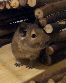 I am Chilean squirrel!