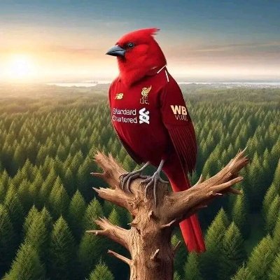 If football was a religion, Liverpool would be my faith,  YNWA 🇳🇬
