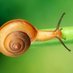 Global Biodiversity 🟢 (@biodiversity001) Twitter profile photo Global Biodiversity 🟢 (@biodiversity001) Twitter profile photo