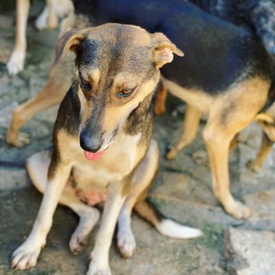 On a mission to feed,rebuild and give medication to rescued stray dogs🐕 in Uganda. Me and you can be the voice for the voiceless🐕♥️
#donate to save a life🐶