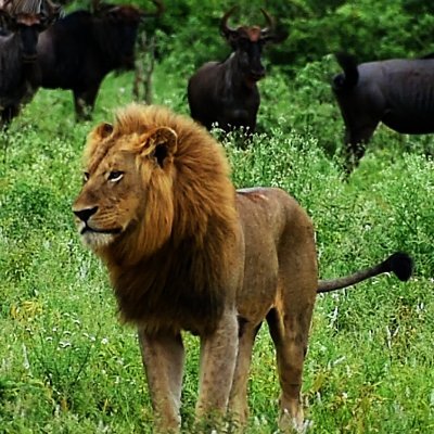 Kruger Safari & Beyond